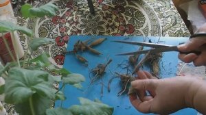 110. Как превратить однолетние георгины в многолетние