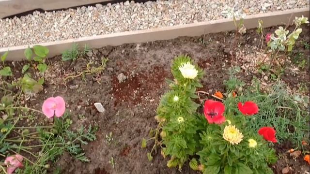 Миксбордер из многолетников своими руками. Вот, что у меня получилось смотреть онлайн