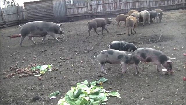 Чем кормить поросят для хорошего роста. Витаминное меню.