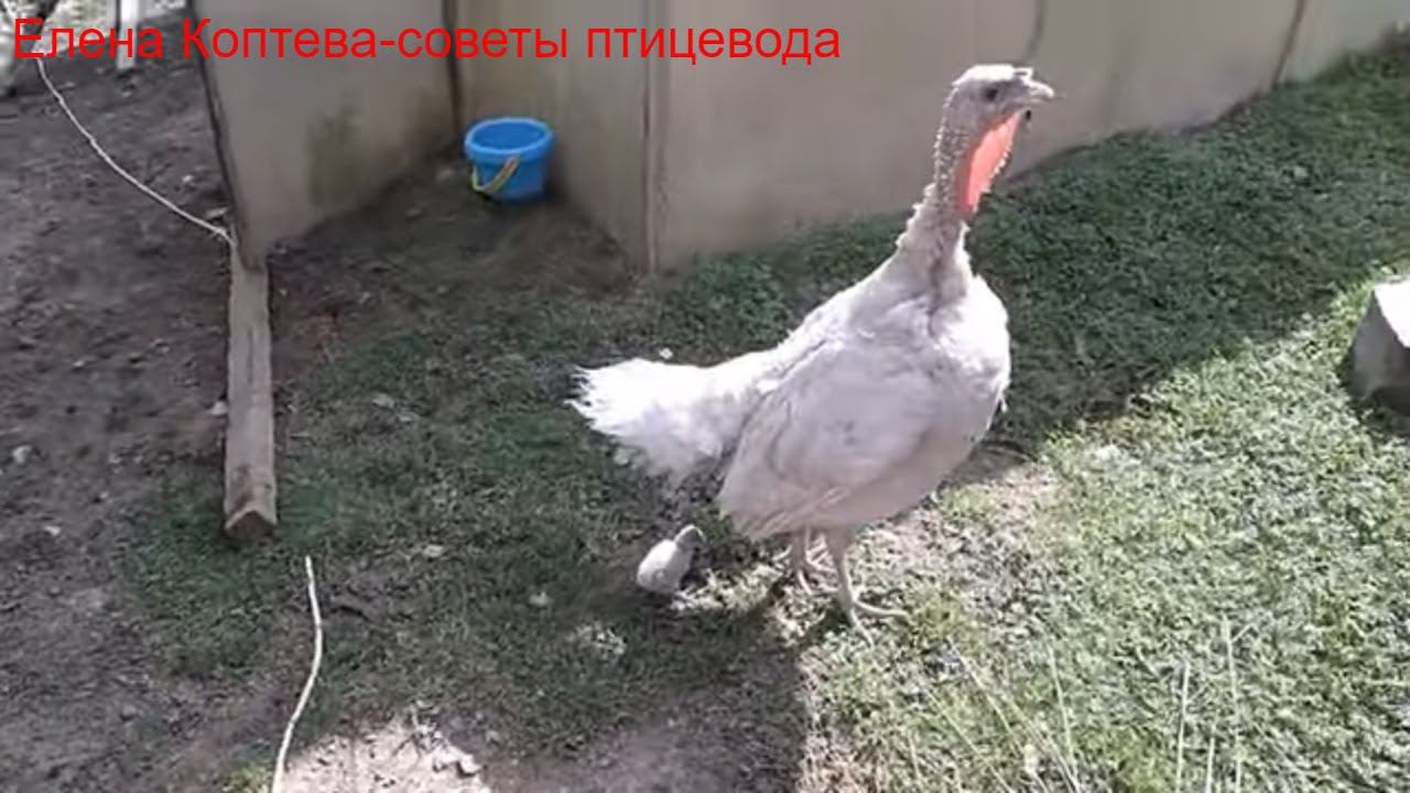 Индюшка с индюшонком. Все хорошо!)))) смотреть онлайн