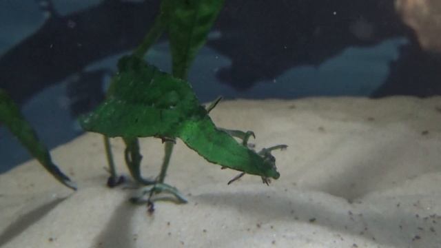 Папоротник таиландский. Самое важное. смотреть онлайн