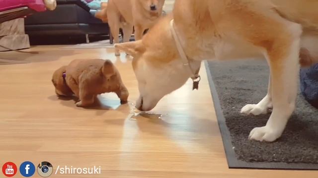 Shiro gettin close to potats / Shiba Inu puppies (with captions) смотреть онлайн