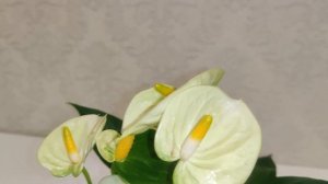 Цветы Вместе - Антуриум Ванилла Anthurium Vanilla