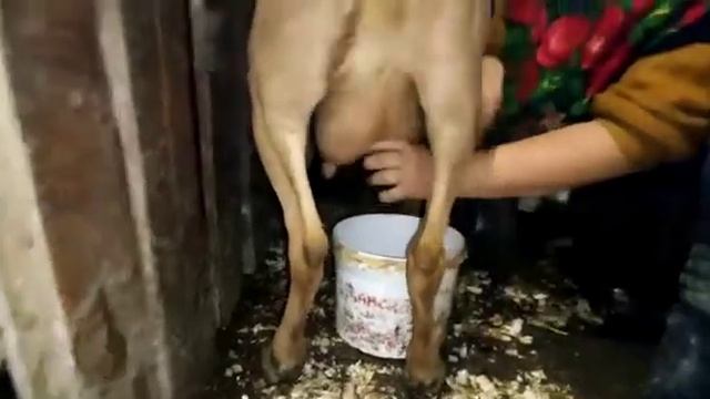 Ириска, золотая принцесса смотреть онлайн