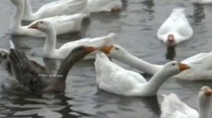 Гуси. Дикие гуси. Домашние гуси.