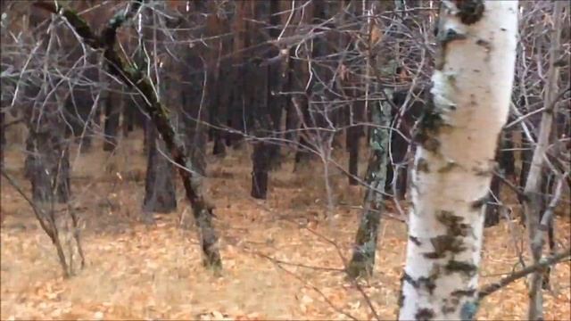 Куница смотреть онлайн