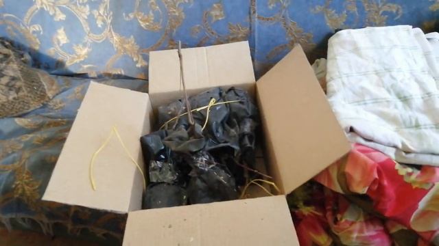 Пришли саженцы винограда от Питомник саженцев Мишково смотреть онлайн