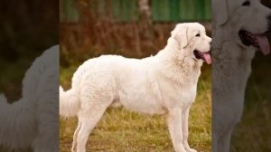 Акбаш характер собаки