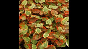 ХАУТТЮЙНИЯ  (HOUTTUYNIA)  сем.  Зауруровые