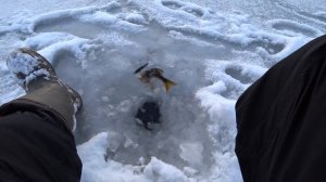 Зимняя Рыбалка на Балансир. Ловля Окуня.Первый Лёд. Поклёвки Окуня!