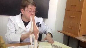 Анатомия  нижние конечности (КОСТИ)