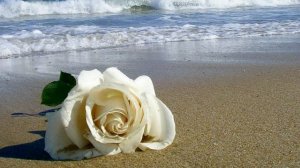 Розы: белая - свидание, красная - люблю