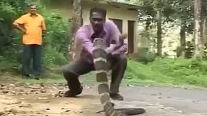 Кобра смертельно кусает Индуса. Дов...ся!