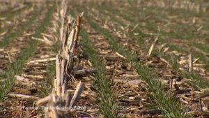 224Технология нулевой обработки почвы Узбекистан