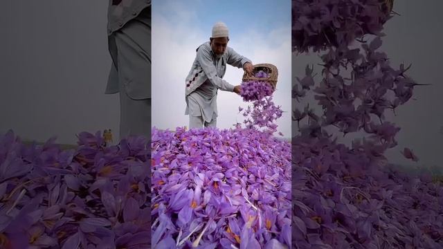Кашмирский шафран - самая душистая специя в мире