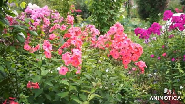 Флоксы в моем саду смотреть онлайн