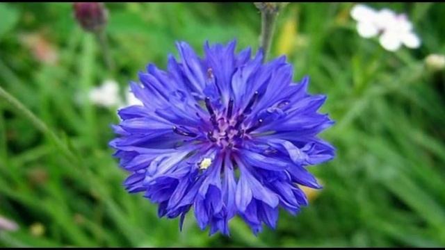 Цветы васильки. Как выглядит василек смотреть онлайн