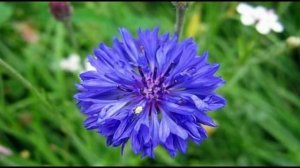 Цветы васильки. Как выглядит василек