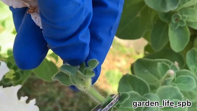 Как правильно удалить отцветшие цветки у Петунии смотреть онлайн