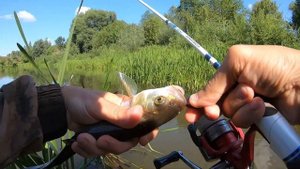 Голавль ЖАДНО БЬЁТ ПО этим крэнкам! Рыбалка на ультралайт на малой реке