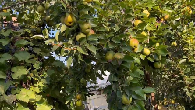 Кто спит я нет еду на работу опять , Прогулка по саду смотреть онлайн