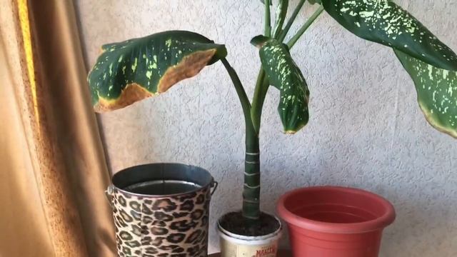 473. Диффенбахия. Пересадка укорененного черенка. смотреть онлайн