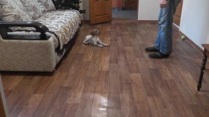 Эпаньол бретон Одри.