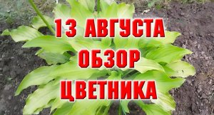 13 августа, Обзор небольшого цветника.mp4