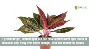 Aglaonema 'Red Valentine' | Chinese Evergreen | TinyLeaf