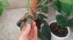 16 сциндапсусов/эпипремнумов в моей коллекции. обзор цветов