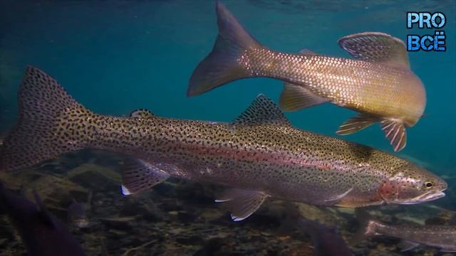 Где брать витамин Д в карантин? К чему приводит его недостаток? смотреть онлайн