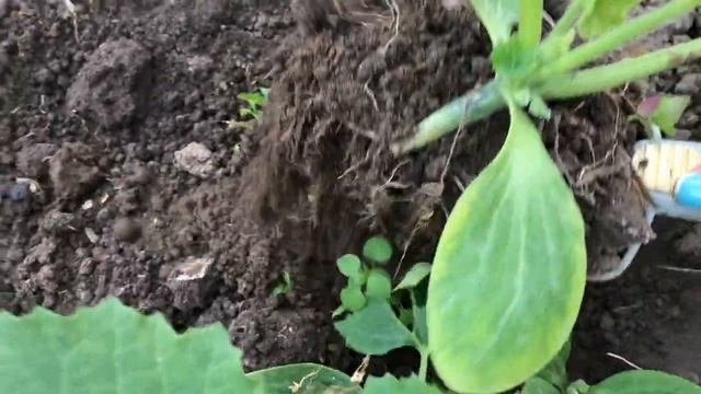 Высаживаю рассаду кабачков в бочки И компостный короб