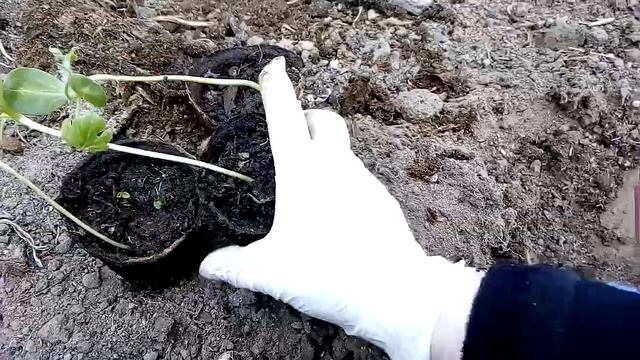 Высаживаем рассаду арбузов разных сортов в теплицу из поликарбоната смотреть онлайн