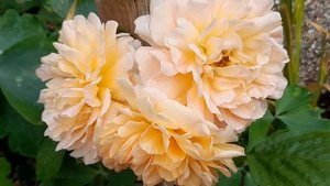 David Austin Roses, Dame Judi Dench Review