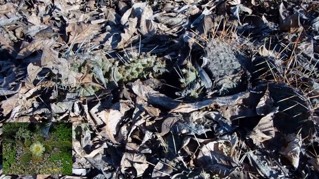 Опунции зимой. смотреть онлайн