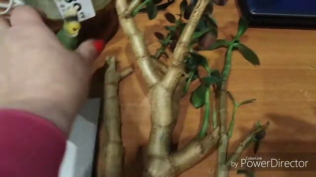 Обидно до слез.... Реанимация, новая жизнь дерева.... смотреть онлайн