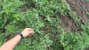 Результат "Совместной посадки" картофеля с горохом "ИЛИ" как избавится от КОЛОРАДСКОГО ЖУКА.