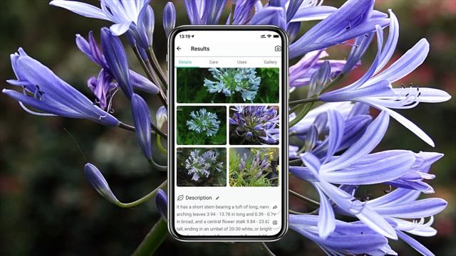 PictureThis identifies an African lily (Agapanthus africanus) смотреть онлайн