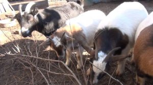 КУРИНАЯ ЛЮБОВЬ и ЛАКОМСТВО для КАМЕРУНСКИХ КОЗ