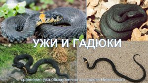 Ужи и гадюки.