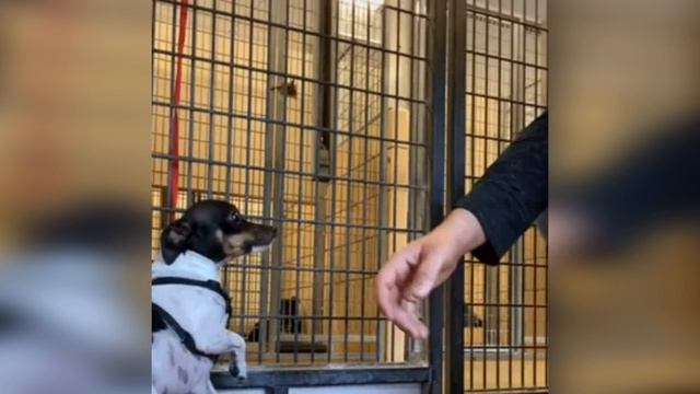 Хозяин Отдал Собаку в Приют, и вот что с ней стало. Как Выглядит предательство смотреть онлайн