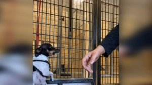 Хозяин Отдал Собаку в Приют, и вот что с ней стало. Как Выглядит предательство