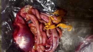 Осторожно ЗАРАЖЁННЫЕ УТКИ/Опасная охота на уток/ПАРАЗИТЫ/ОПАСНО ДЛЯ ЧЕЛОВЕКА/Parasites