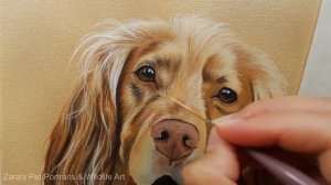 Cocker Spaniel Acrylic Painting | Pet Portrait