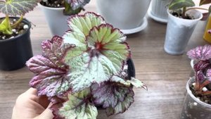 Бегонии. Пересчитываю сорта. Часть 9.