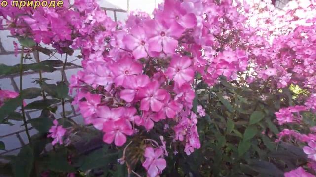 КРАСИВЫЕ ЦВЕТЫ ФЛОКСЫ. смотреть онлайн