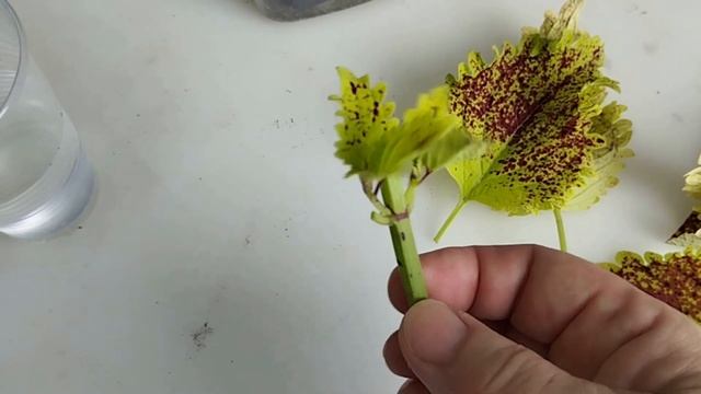 Колеусы, часть 2. Размножение смотреть онлайн