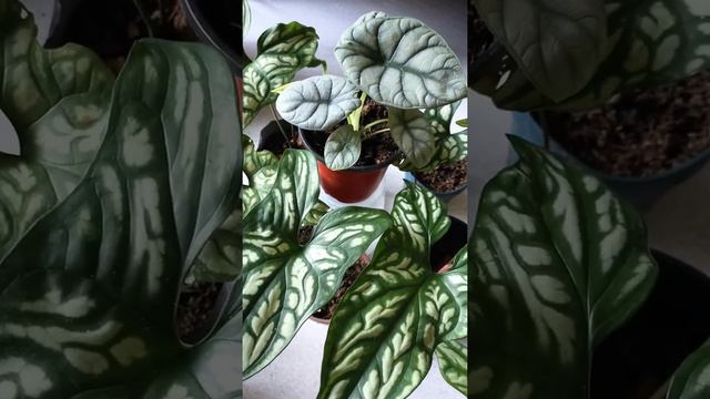 MOTHER OF DRAGONS [Alocasia Silver Dragon and Philodendron Cercestis Mirabilis]