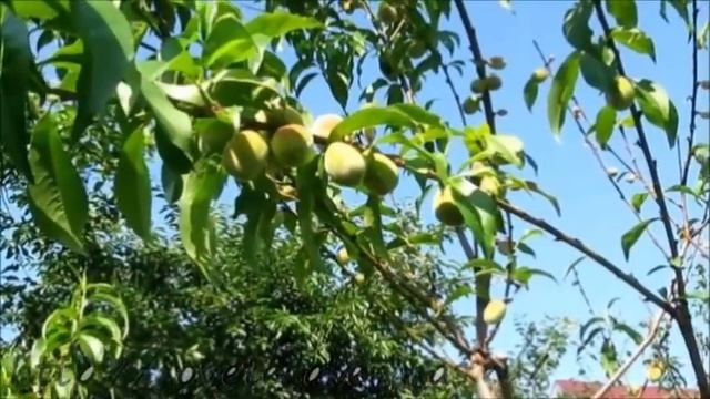 Курчавость листьев на персиковом дереве Результат борьбы с болезнью смотреть онлайн