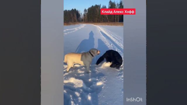чёрная немецкая овчарка.mp4
